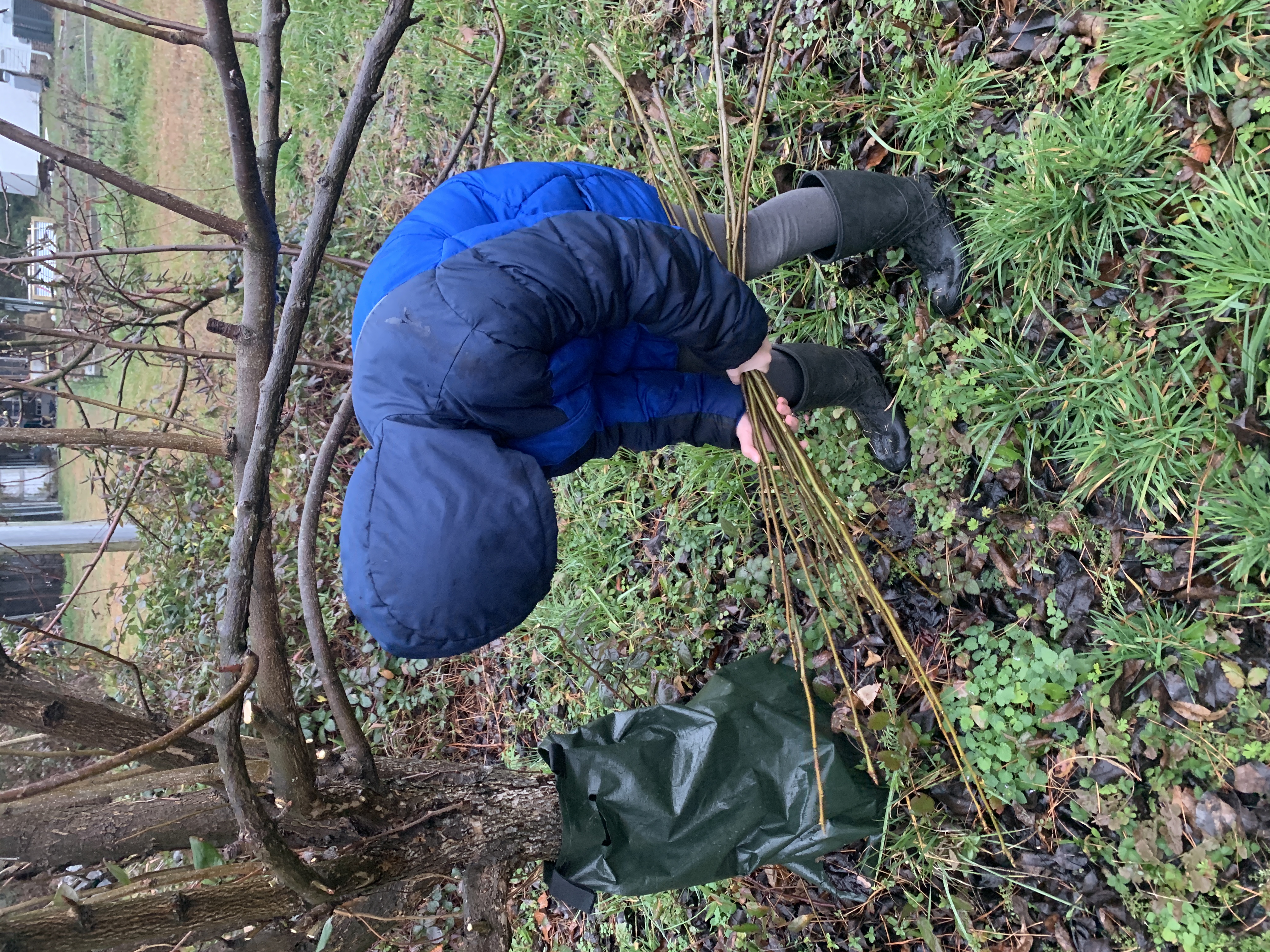 pruning